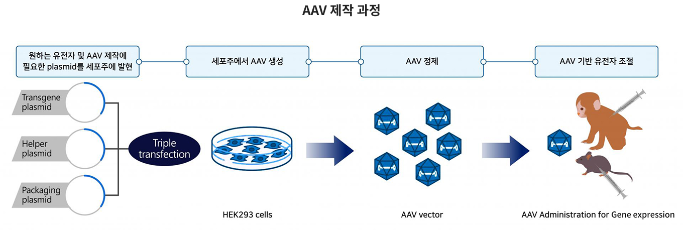 바이어스 AAV 제작 과정